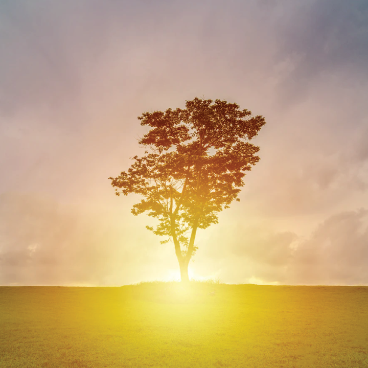 A tree in front of a sun on a horizon