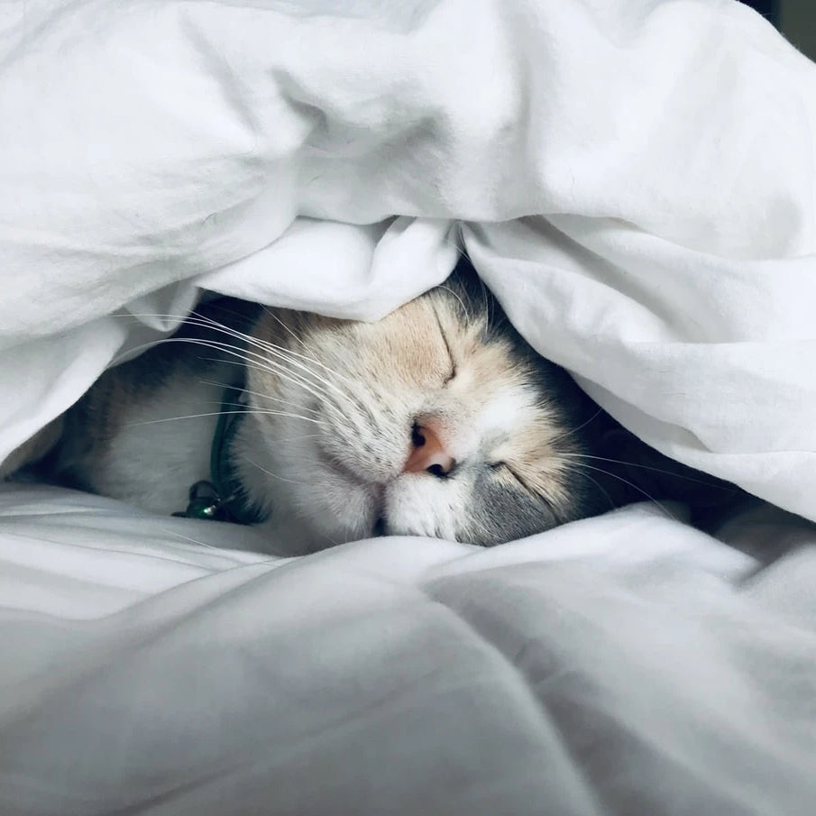 A cat sleeping under covers