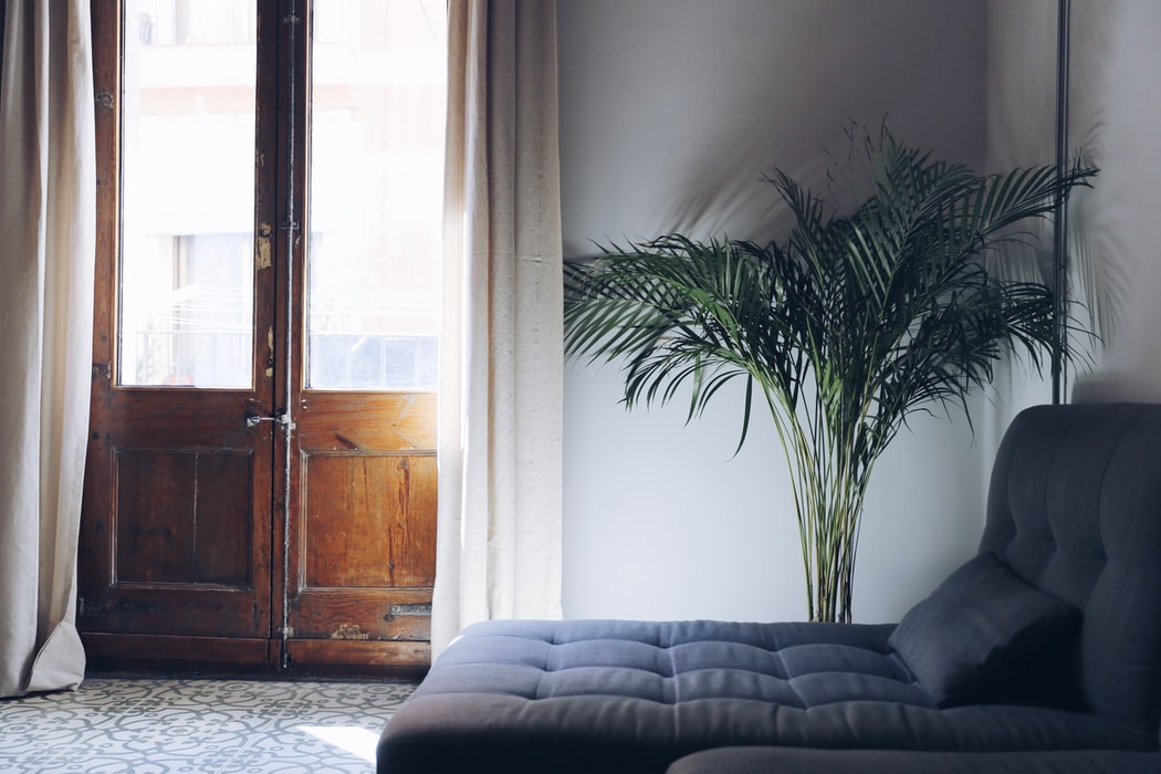 An indoor plant next to a couch