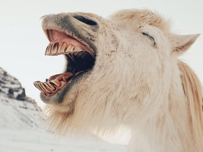 A donkey laughing