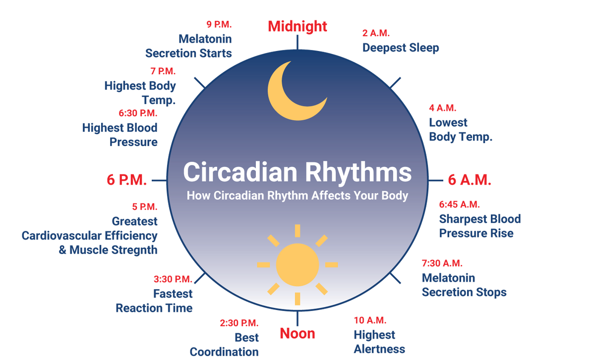 Circadian Rhythms: How Circadian Rhythm Affects Your Body, further details are provided below.