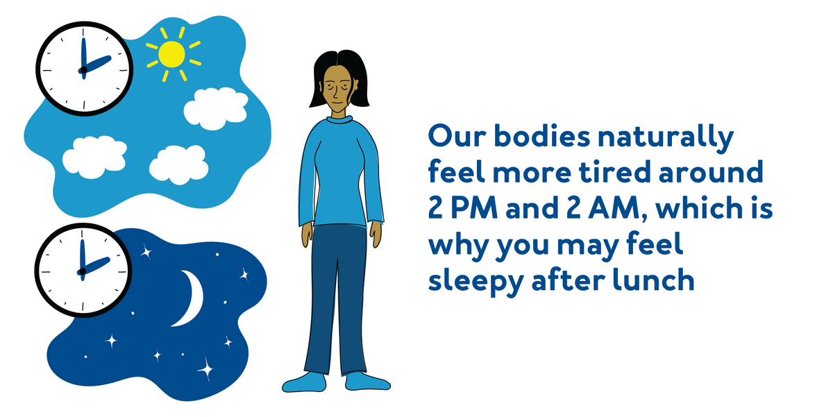 Sleep Facts: Our bodies naturally feel more tired around 2 PM and 2 AM, which is why you may feel sleepy after lunch.