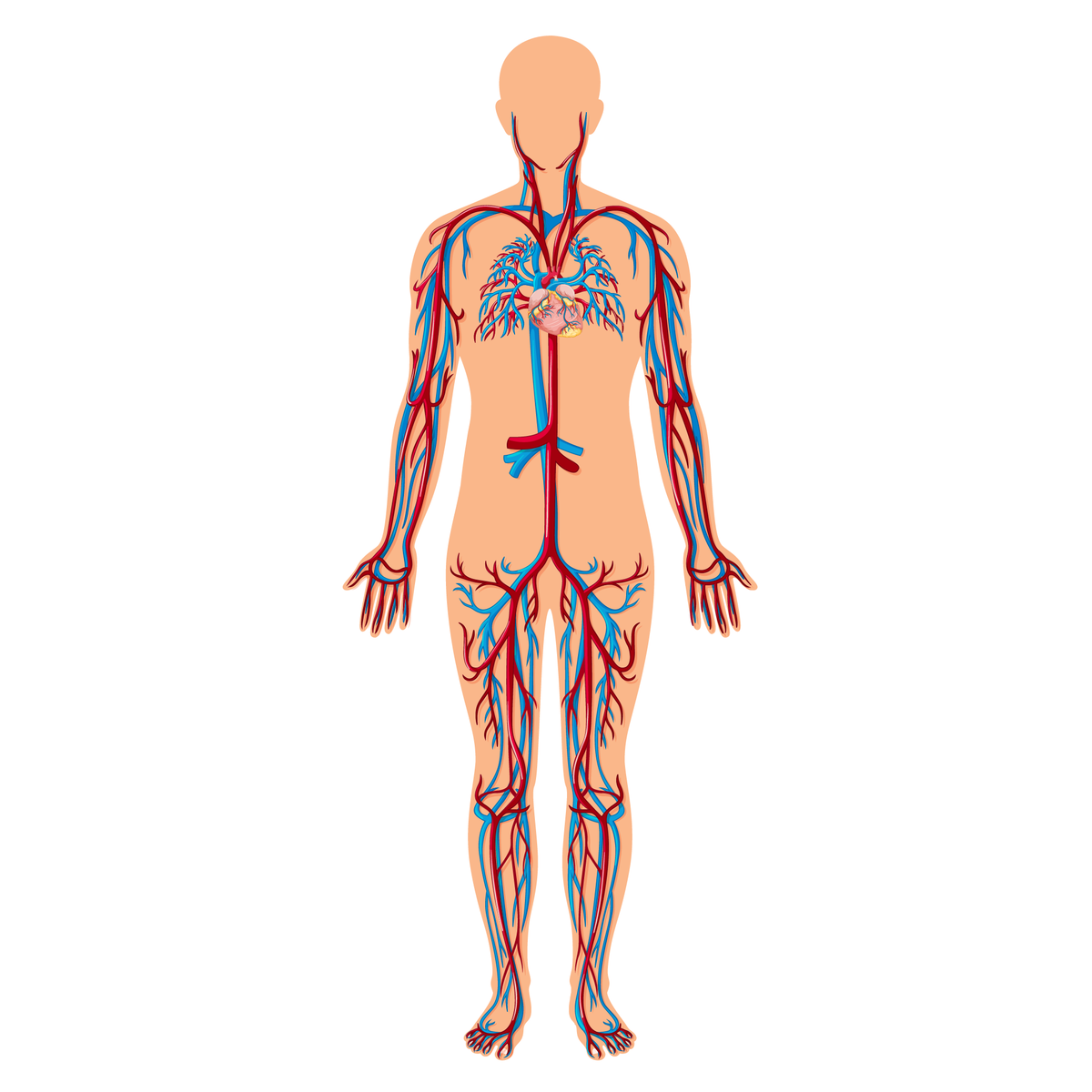 A graphic of a human body showing blood vessels