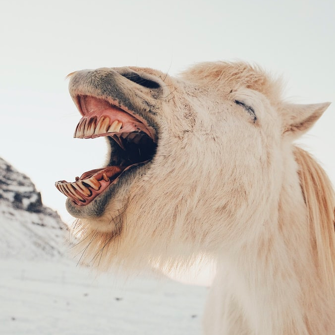 A donkey with its mouth open as if its laughing