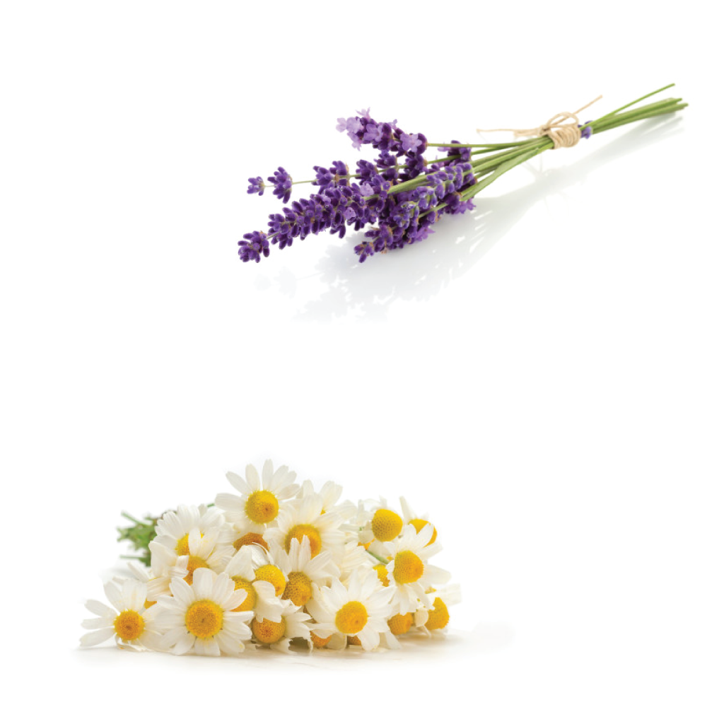 Lavender and chamomile on a white background