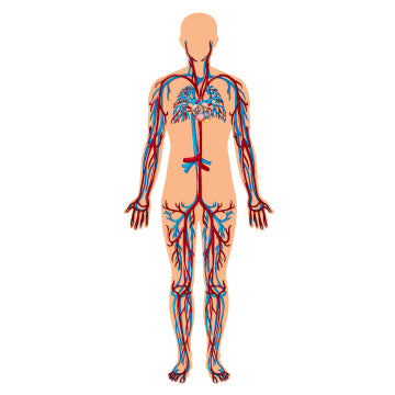 A graphic showing various blood vessels in the human body