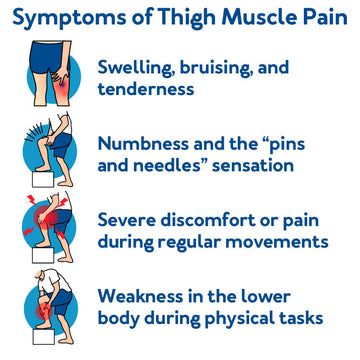 Symptoms of thigh muscle pain: - Swelling, bruising, and tenderness - Numbness and the 