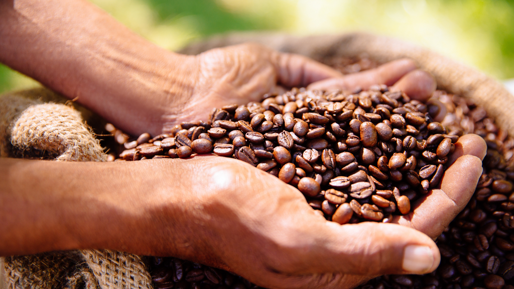 Hands scoop fair trade coffee