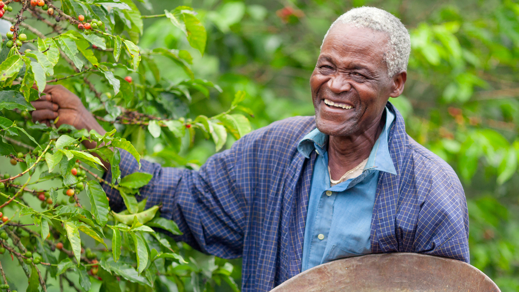 Farmer picks organic crops