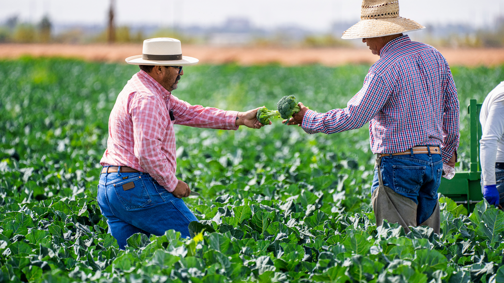 Farmers working together in a field