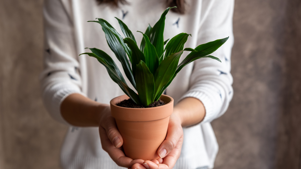 Person gives plant as a gift