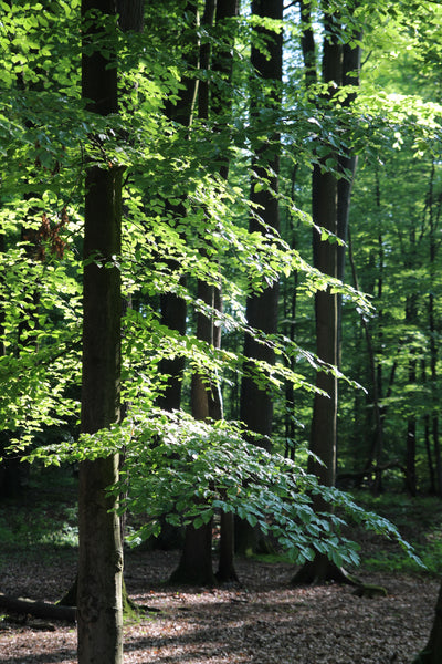 Beech trees in forest