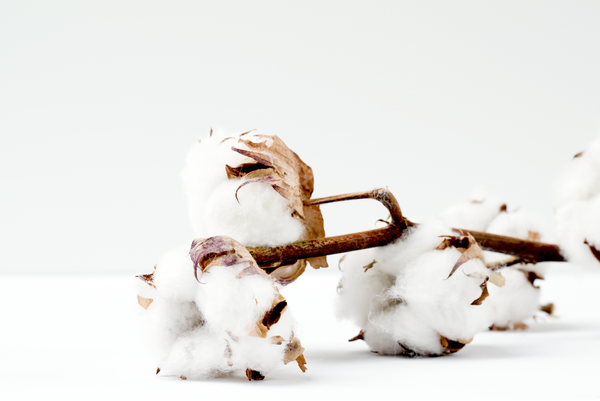 Branch of cotton boll on white background
