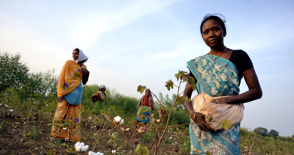 Women picking organic cotton in India