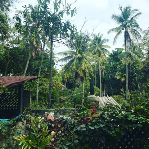 A photo of trees and dense foliage in an Indian village taken on one of our founder's trips to visit the artisans who make our ethical, sustainable clothing.