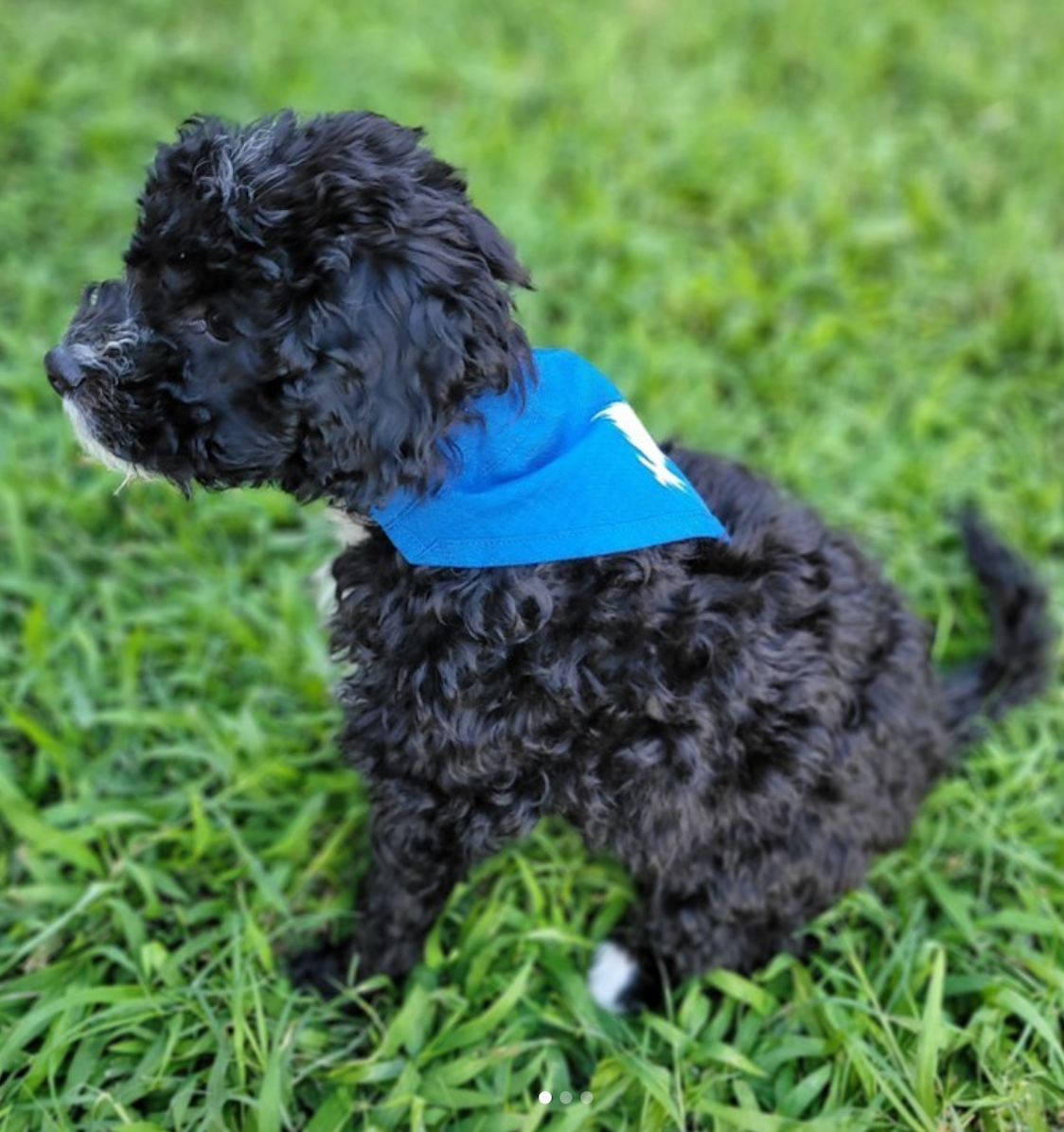 Black puppy wearing blue bandana