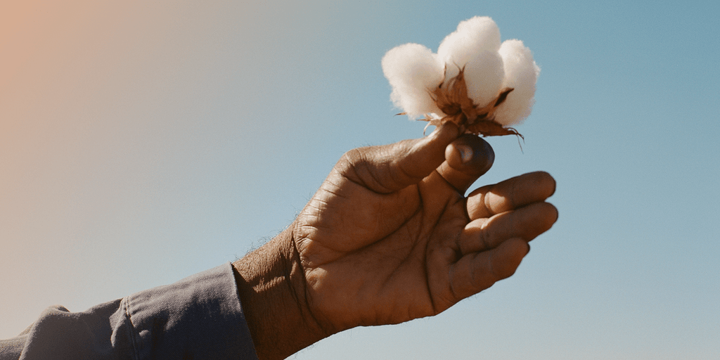 Hand holding organic cotton