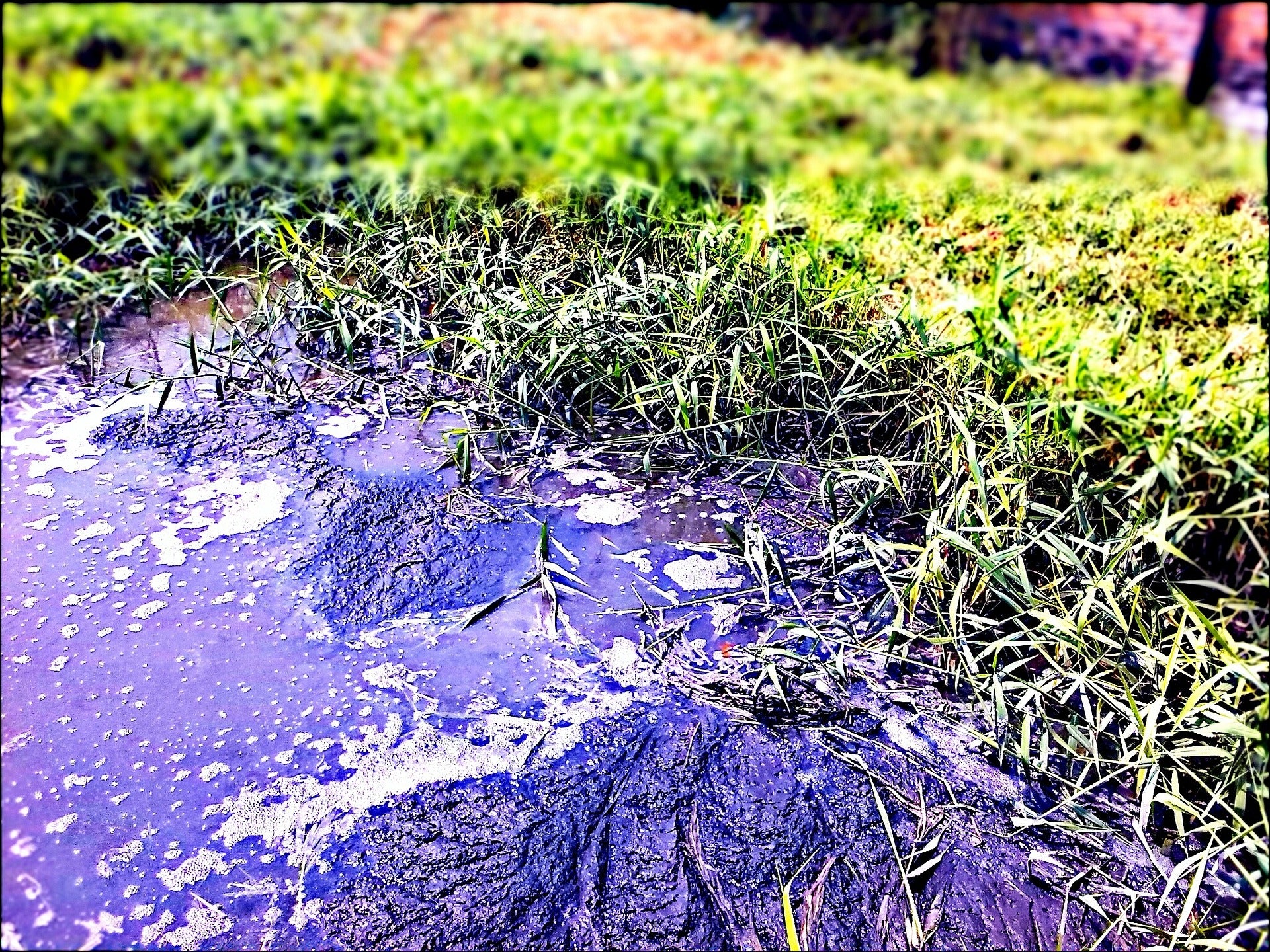 Polluted water washes against the shore