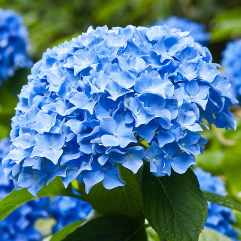 Shocking Blue Hydrangea 60+ stems $2.67 to $3.02 per stem  Flowers 