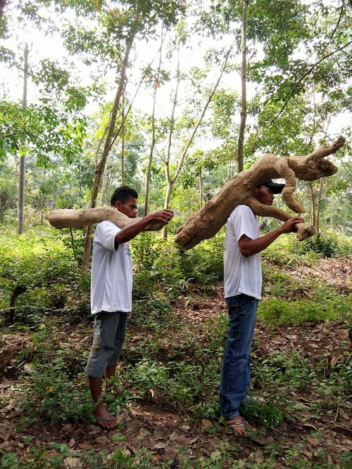 Extracting Tongkat Ali Roots is backbreaking