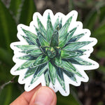 Agave victoriae-reginae Sticker