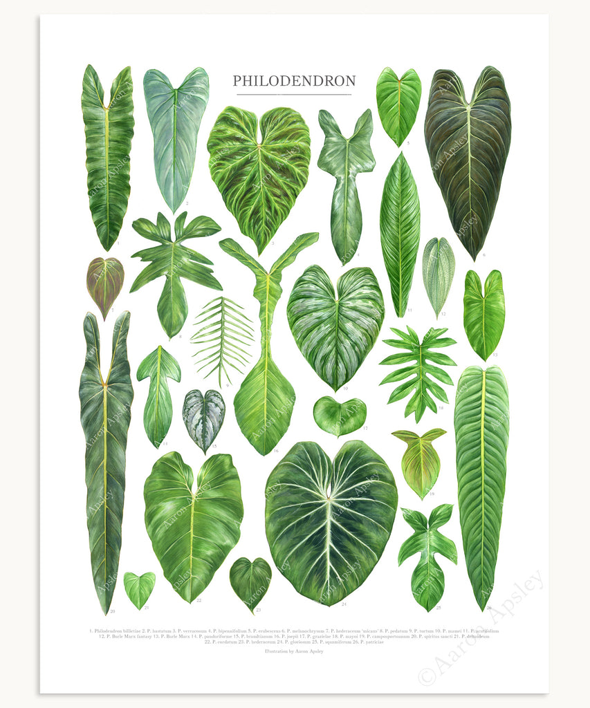Philodendron Species Print – Aaron Artwork