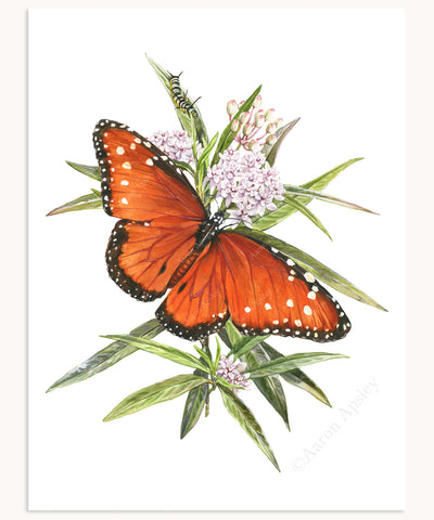 Monarch Butterfly & Swamp Milkweed Print – Aaron Apsley Artwork