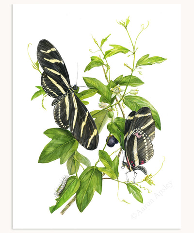Monarch Butterfly & Swamp Milkweed Print – Aaron Apsley Artwork