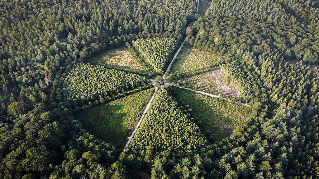 Mooiste drone-locatie Nederland Eenzame eik
