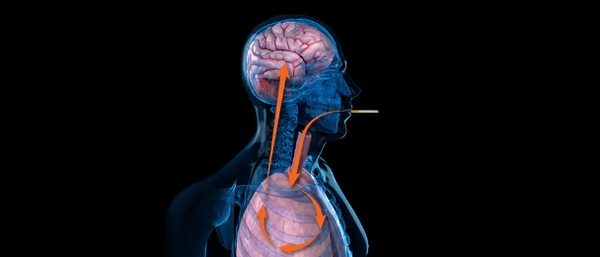 Effects of Nicotine on the Body and Brain