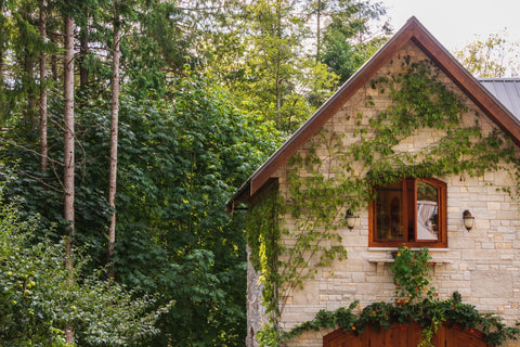 A white house with stone siding and red trip is covered by ivy and sits in a forest.