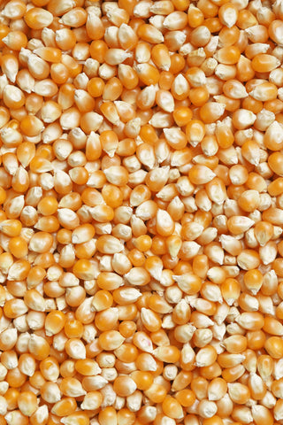 Yellow corn kernels.