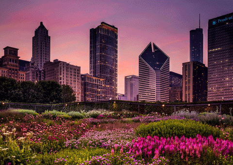 A garden filled with many kinds of pink flowers and foliage, surrounded by tall skyscrapers and other city buildings.