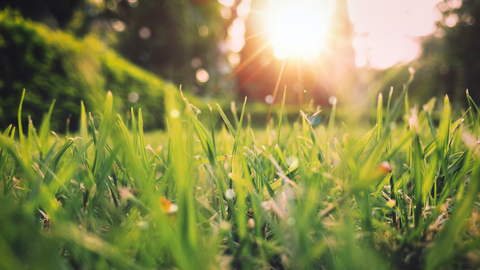 A low shot of meadow grass in sunlight.