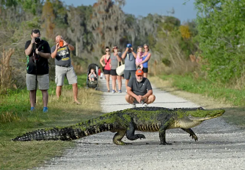 An alligator walks across a gravel path in front of a group of tourists taking pictures.