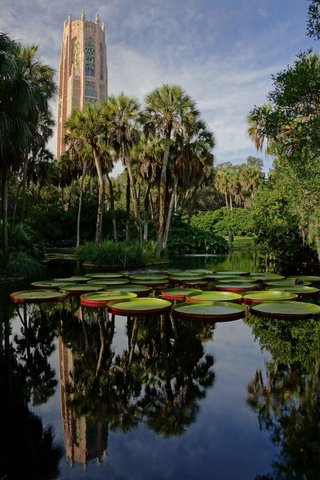 A lake covered in large lilypads and surrounded by palm trees and other vegetation.