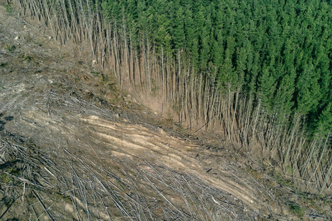 A high shot of a forest. Through the middle is cleared land covered in tire tracks and fallen trees.