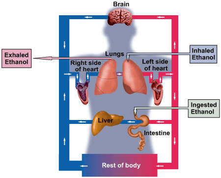 Ethanol travels from the gut to the liver before reaching the heart and lungs