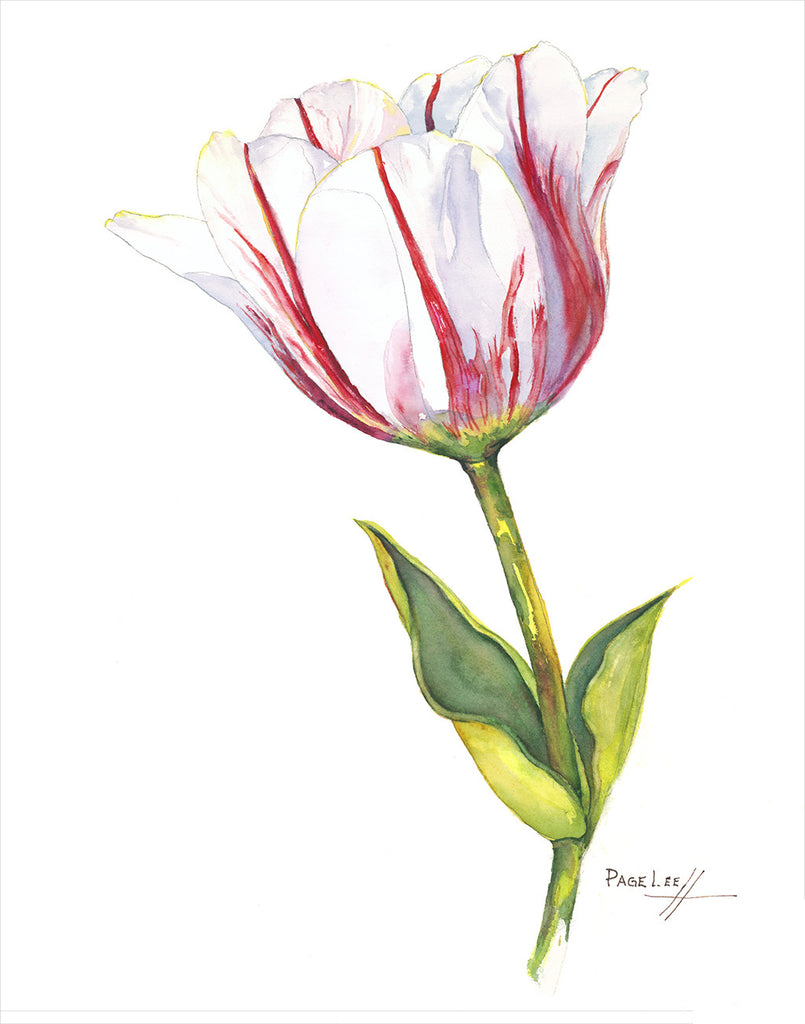 Page Lee Hufty Limited Edition Botanical Print - Tiger Flower Studio