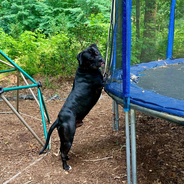 The dog asking for permit to play on the Zupapa trampoline