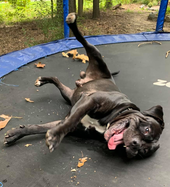 Happy dog rolling on the Zupapa trampoline