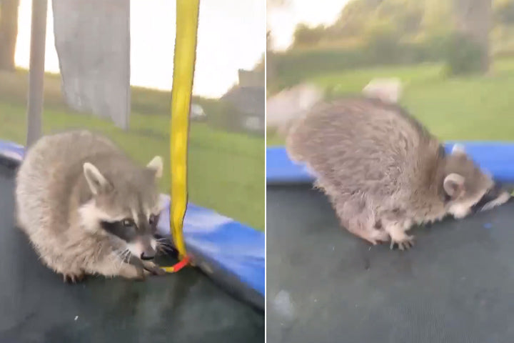 A Lost Little Raccoon on Trampolines