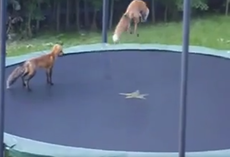 Fighting Yellow Weasels on Trampoline