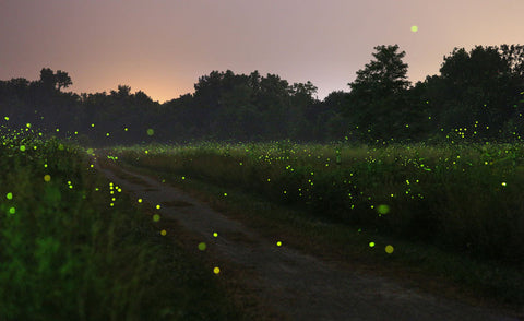 wanderlusting care heart take fireflies credit field