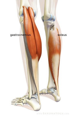 The action of the hamstring muscles is: a. flexion of the knee and