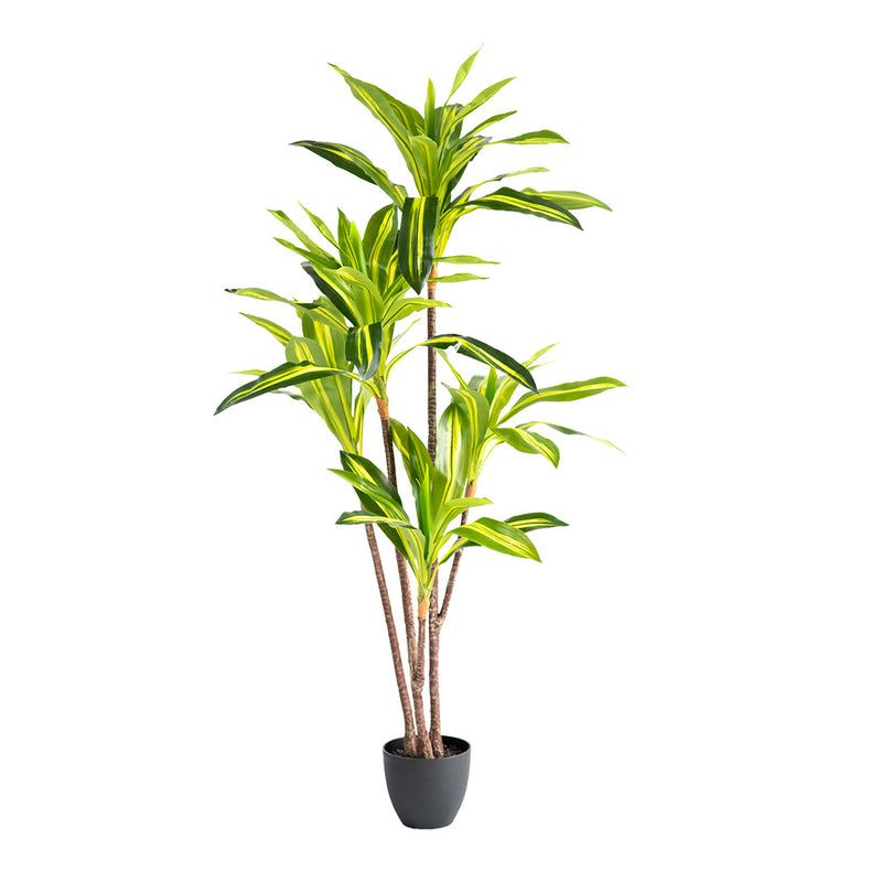 Dracaena Variegated 160cm - Plant Couture - Artificial Plants