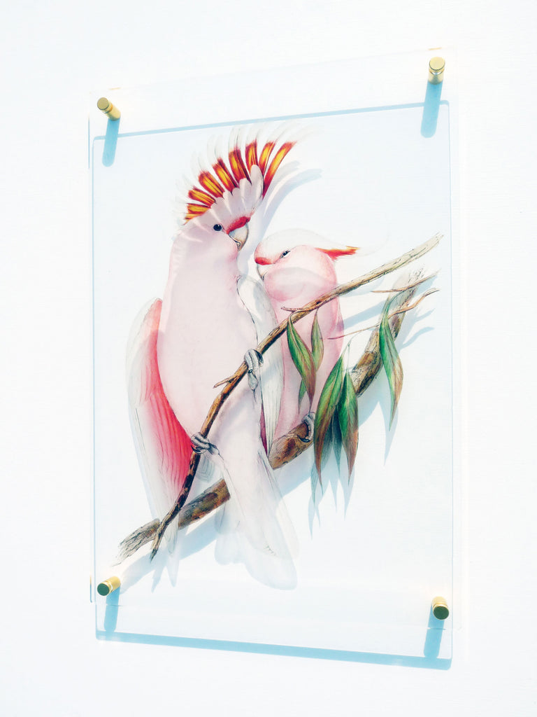 Signarture Pink Cockatoo Acrylic Glass Artwork