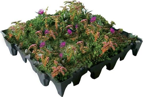 Green Roof Systems & Sedum