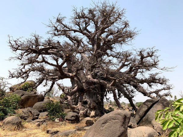 Baobab tree in Ghana, Africa with Baobab fruit