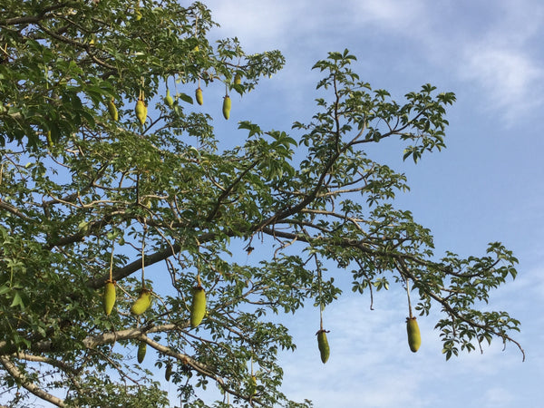 Baobab tree with leaves and pods, Ghana Africa